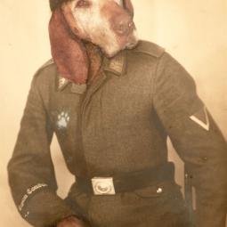 alter Hund, 12 x 17 cm, 2020