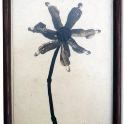 Dunkle Anemone, 2013