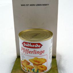 viele Pfifferlinge – 2011