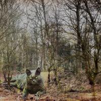 Düsterwald, 30 x 20 cm, 2023