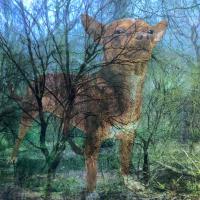 Düsterwaldi, 20 x 20 cm, 2023