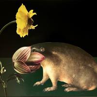 Warum das Murmeltier murmelt, 31 x 43 cm, 2024